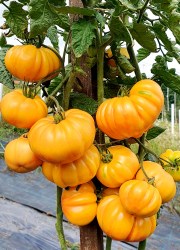 florentine beauty bicolor